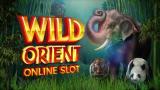 Wild Orient Slot Reviewed